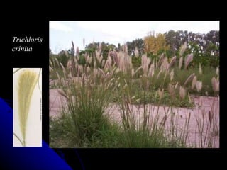 Trichloris  crinita 