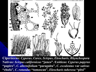 Ciper á ceas :  Cyperus ,  Carex ,  Scirpus ,  Eleocharis ,  Rhynchospora Nativas:  Scirpus californicus  “junco”. Exóticas:  Cyperus   papyrus  “papiro”,  C .  alternifolium  “paraguita”,  C .  esculentus  var  sativus  “chufa”,  C .  rotundus  “tamascan”,  Eleocharis   tuberosa  “pitsi” 