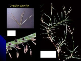 Cynodon dactylon 