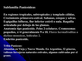 Subfamilia Panicoideas En regiones tropicales, subtropicales y templado cálidas. Crecimiento primavero-estival. Sabanas, estepas y selvas. Espiguillas bifloras, flor inferior estéril o nula. Raquilla articulada por debajo de las glumas. Anatomía tipo panicoide. Pelos 2-celulares. Cromosomas pequeños, x=4 generalmente 9 o 10.  Flores hermafroditas o diclino-monoicas,   lodículas 2.  Embrión panicoide. Tribu Paníceas: Abundan en Viejo y Nuevo Mundo. En Argentina, 32 géneros, valiosas forrajeras naturales estivales, algunas cultivadas por el grano. 