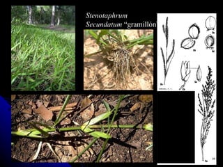 Stenotaphrum  Secundatum  “gramillón” 