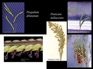 Paspalum  dilatatum Panicum miliaceum 