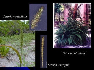 Setaria verticillata Setaria poiretiana Setaria leucopila 
