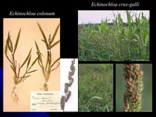 Echinochloa colonum Echinochloa crus-galli 