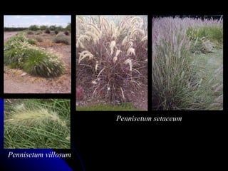 Pennisetum villosum Pennisetum setaceum 