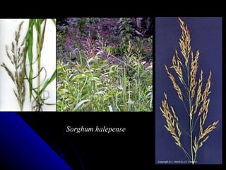 Sorghum halepense 