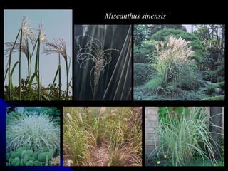Miscanthus sinensis 