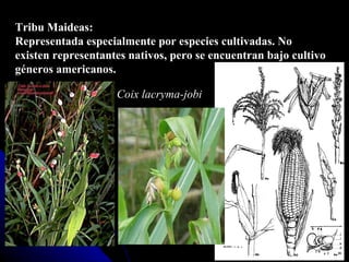 Tribu Maideas: Representada especialmente por especies cultivadas. No existen representantes nativos, pero se encuentran bajo cultivo géneros americanos. Coix lacryma-jobi 