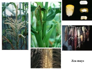 Zea mays 