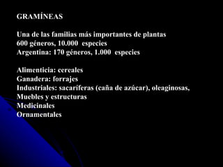 GRAMÍNEAS Una de las familias más importantes de plantas 600 géneros, 10.000  especies Argentina: 170 géneros, 1.000  especies Alimenticia: cereales Ganadera: forrajes Industriales: sacaríferas (caña de azúcar), oleaginosas,  Muebles y estructuras Medicinales Ornamentales 