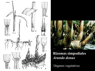 Rizomas simpodiales   Arundo donax Organos vegetativos 