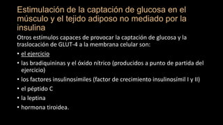Estimulación de la captación de glucosa en el
músculo y el tejido adiposo no mediado por la
insulina
Otros estímulos capaces de provocar la captación de glucosa y la
traslocación de GLUT-4 a la membrana celular son:
• el ejercicio
• las bradiquininas y el óxido nítrico (producidos a punto de partida del
ejercicio)
• los factores insulinosímiles (factor de crecimiento insulinosímil I y II)
• el péptido C
• la leptina
• hormona tiroidea.
 