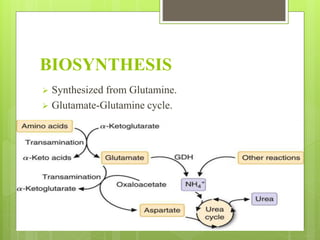 BIOSYNTHESIS
Synthesized from Glutamine.
Glutamate-Glutamine cycle.
