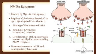 NMDA Receptors
• Blocked by Mg2+ in resting state
• Requires “Coincidence detection” to
open ligand-gated Ca2+ channels
1. Binding of Glutamate to its site
2. Binding of Glycine (co-
transmitter) to its site
3. Depolarization of the postsynaptic
neuron usually due to surrounding
AMPA receptors
• Transmission results in LTP and
neuroplasticity functions
 