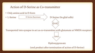 Action of D-Serine as Co-transmitter
• Only amino acid in D-form
• L-Serine D-Serine (In glial cells)
Transported into synapse to act as co-transmitter with glutamate at NMDA receptors
Hydroxypyruvate
(end product after termination of action of D-Serine)
D-Serine Racemase
D-SER-T
DAO
 