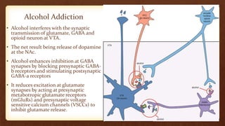 Alcohol Addiction
• Alcohol interferes with the synaptic
transmission of glutamate, GABA and
opioid neuron at VTA.
• The net result being release of dopamine
at the NAc.
• Alcohol enhances inhibition at GABA
synapses by blocking presynaptic GABA-
b receptors and stimulating postsynaptic
GABA-a receptors
• It reduces excitation at glutamate
synapses by acting at presynaptic
metabotropic glutamate receptors
(mGluRs) and presynaptic voltage
sensitive calcium channels (VSCCs) to
inhibit glutamate release.
 