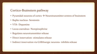 Cortico-Brainstem pathway
• Pyramidal neurons of cortex  Neurotransmitter centres of brainstem
• Raphe nucleus- Serotonin
• VTA- Dopamine
• Locus coeruleus- Norepinephrine
• Regulates neurotransmitter release
• Direct innervation- stimulates release
• Indirect innervation via GABAnergic neurons- inhibits release
 
