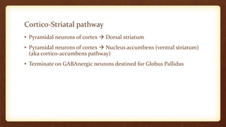 Cortico-Striatal pathway
• Pyramidal neurons of cortex  Dorsal striatum
• Pyramidal neurons of cortex  Nucleus accumbens (ventral striatum)
(aka cortico-accumbens pathway)
• Terminate on GABAnergic neurons destined for Globus Pallidus
 