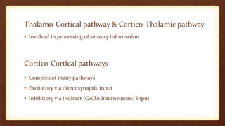 Thalamo-Cortical pathway & Cortico-Thalamic pathway
• Involved in processing of sensory information
• Complex of many pathways
• Excitatory via direct synaptic input
• Inhibitory via indirect (GABA interneurons) input
Cortico-Cortical pathways
 