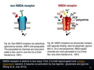 10
NMDA receptor is distinct in two ways: First, it is both ligand-gated and voltage-
dependent; second, it requires co-activation by two ligands - glutamate and glycine
(Rang et al, July 2010).
 