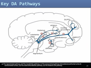 21
Key DA Pathways
(a)The nigrostriatal pathway. (b)The mesolimbic pathway. (c)The mesocortical pathway (dorsolateral prefrontal cortex &
ventromedial cortex). (d)The tuberoinfundibular pathway. (e)The thalamic DA pathway
 