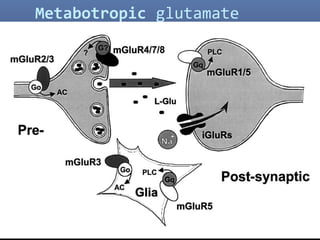 54
Metabotropic glutamate
receptors
 