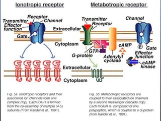 9
Glutamate receptors
 