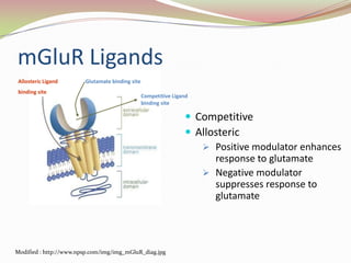 mGluR LigandsGlutamate binding siteAllosteric Ligand binding siteCompetitive Ligand binding siteCompetitive