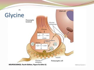 Negative modulator suppresses response to glutamateModified : http://www.npsp.com/img/img_mGluR_diag.jpg