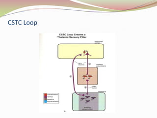 Pathways in the brain