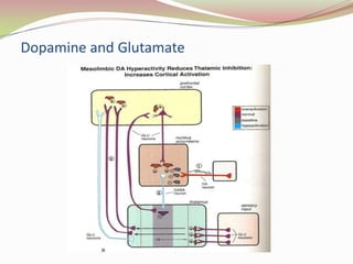 Cortico-brainstem Mesolimbic Pathway