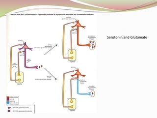 Cortico-brainstem Mesocortical Pathway