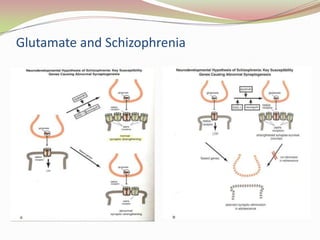 Serotonin and Glutamate