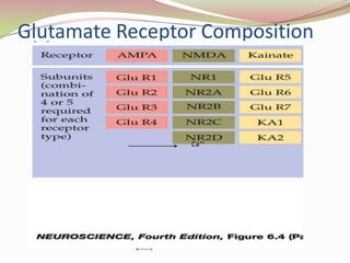 Glutamate Receptor CompositionOutInSubunits{NMDAR1NMDAR2aNMDAR2bNMDAR2cNa++NMDAK+Ca++{GLUR1GLUR2*GLUR3GLUR4Ca++AMPANa++K+Na++{GLUR5GLUR6GLUR7KA1KA2KA K+Ca++
