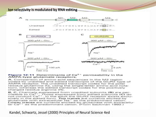 Ion selectivity is modulated by RNA editingKandel, Schwartz, Jessel (2000) Principles of Neural Science 4ed