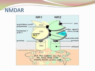 NMDAR