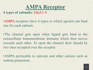13
AMPA Receptor
4 types of subunits: GluA1-4
•AMPA receptors have 4 types to which agonist can bind
one for each subunit....