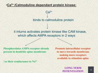 14
•Ca2+ /Calmoduline dependant protein kinase:
Ca2+
binds to calmoduline protein
it inturns activates protein kinase like...
