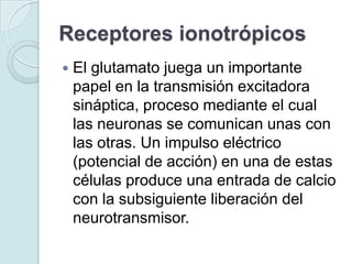 Receptores ionotrópicos
   El glutamato juega un importante
    papel en la transmisión excitadora
    sináptica, proceso mediante el cual
    las neuronas se comunican unas con
    las otras. Un impulso eléctrico
    (potencial de acción) en una de estas
    células produce una entrada de calcio
    con la subsiguiente liberación del
    neurotransmisor.
 