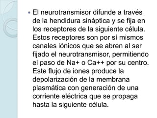    El neurotransmisor difunde a través
    de la hendidura sináptica y se fija en
    los receptores de la siguiente célula.
    Estos receptores son por sí mismos
    canales iónicos que se abren al ser
    fijado el neurotransmisor, permitiendo
    el paso de Na+ o Ca++ por su centro.
    Este flujo de iones produce la
    depolarización de la membrana
    plasmática con generación de una
    corriente eléctrica que se propaga
    hasta la siguiente célula.
 
