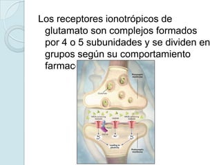 Los receptores ionotrópicos de
 glutamato son complejos formados
 por 4 o 5 subunidades y se dividen en
 grupos según su comportamiento
 farmacólogico
 