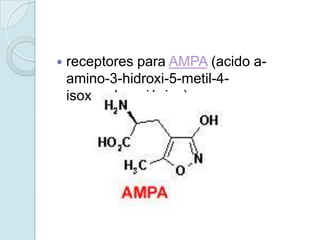    receptores para AMPA (acido a-
    amino-3-hidroxi-5-metil-4-
    isoxazolpropiónico)
 