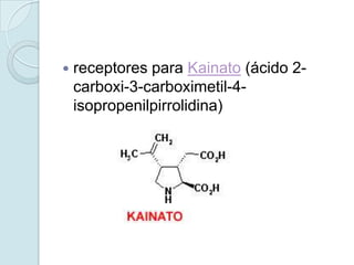    receptores para Kainato (ácido 2-
    carboxi-3-carboximetil-4-
    isopropenilpirrolidina)
 