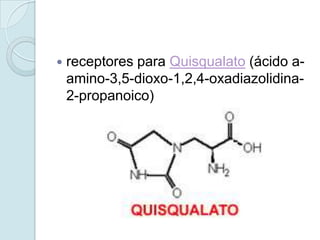    receptores para Quisqualato (ácido a-
    amino-3,5-dioxo-1,2,4-oxadiazolidina-
    2-propanoico)
 