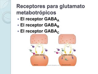 Receptores para glutamato
metabotrópicos
 El receptor GABAA
 El receptor GABAB
 El receptor GABAC
 
