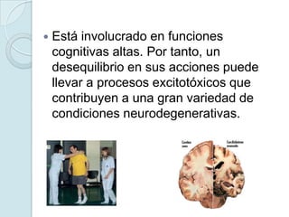    Está involucrado en funciones
    cognitivas altas. Por tanto, un
    desequilibrio en sus acciones puede
    llevar a procesos excitotóxicos que
    contribuyen a una gran variedad de
    condiciones neurodegenerativas.
 