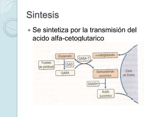 Sintesis
   Se sintetiza por la transmisión del
    acido alfa-cetoglutarico
 