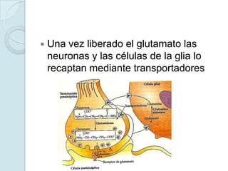    Una vez liberado el glutamato las
    neuronas y las células de la glia lo
    recaptan mediante transportadores
 
