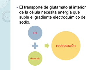    El transporte de glutamato al interior
    de la célula necesita energía que
    suple el gradiente electroquímico del
    sodio.

            3 Na




                        receptación


          Glutamato
 
