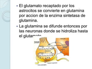  El glutamato recaptado por los
  astrocitos se convierte en glutamina
  por accion de la enzima sintetasa de
  glutamina.
 La glutamina se difunde entonces por
  las neuronas donde se hidroliza hasta
  el glutamato.
 